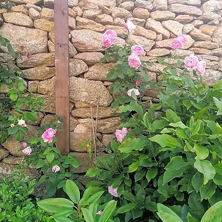 Rosas Da Granja - * 博蒂卡什